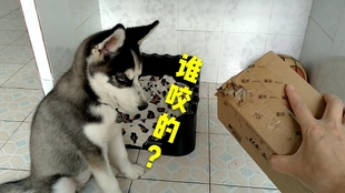 abea0a312897eb5d7b647f6ec5f6edcbb3d934d5.jpg@310w_174h_1c_100q.jpg