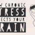 【TED科普】压力如何影响你的大脑？（中英字幕）