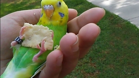 怎么教鹦鹉说话你好 ac019620eed5267f0847c344d36d68bb4a642c3e.jpg@280w_158h_1c_100q.jpg