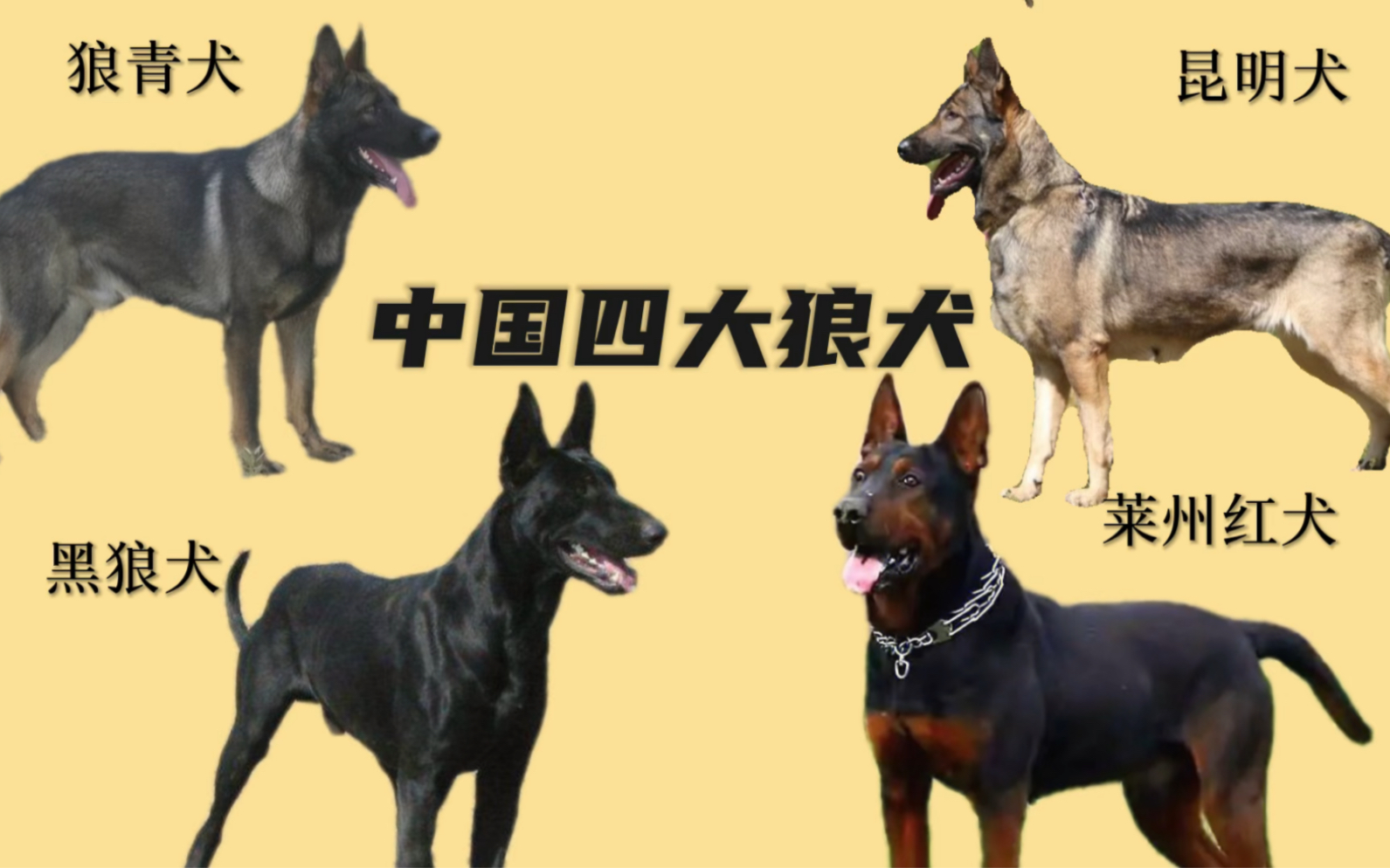 中国本土四大名星犬