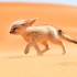 你就是传说中的“沙漠之狐”？