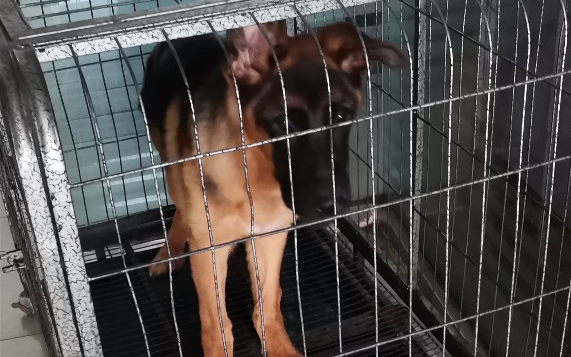 狗狗长期养在笼子里，虽然它不乱拉乱尿了，但是这2个弊端需注意