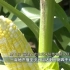 福州马尾：鲜食玉米品种田间大比拼