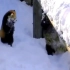 小熊猫也喜欢玩雪