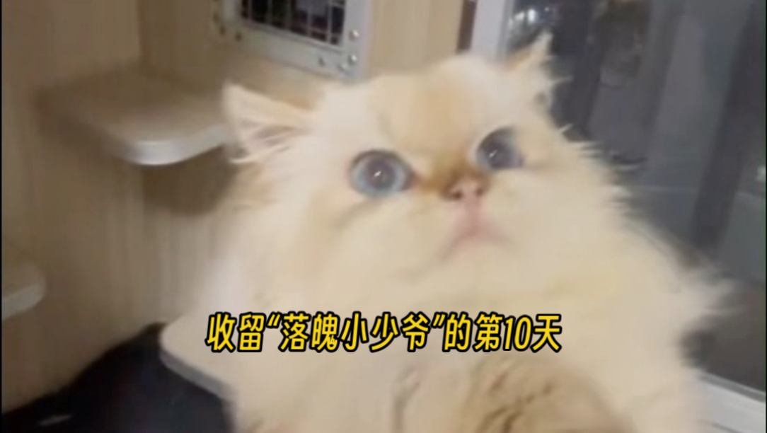 收留“落魄小少爷”的第10天