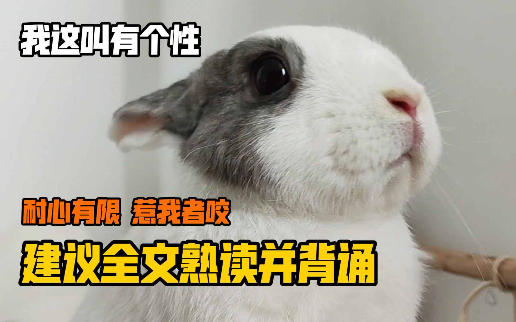兔兔最讨厌的10件事！惹怒兔兔的结果，就是付出血的代价