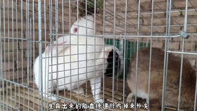 兔子可以吃生的四季豆吗 ac86a0b134084e62edaa322c8421328dccb95e11.jpg@280w_158h_1c_100q.jpg