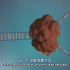 DNA复制过程动画