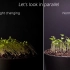 植物生长趋光延时 Changing the direction of light during plant growth