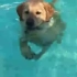狗狗开心游泳游一半发现水太浅，站在泳池里一脸的不爽