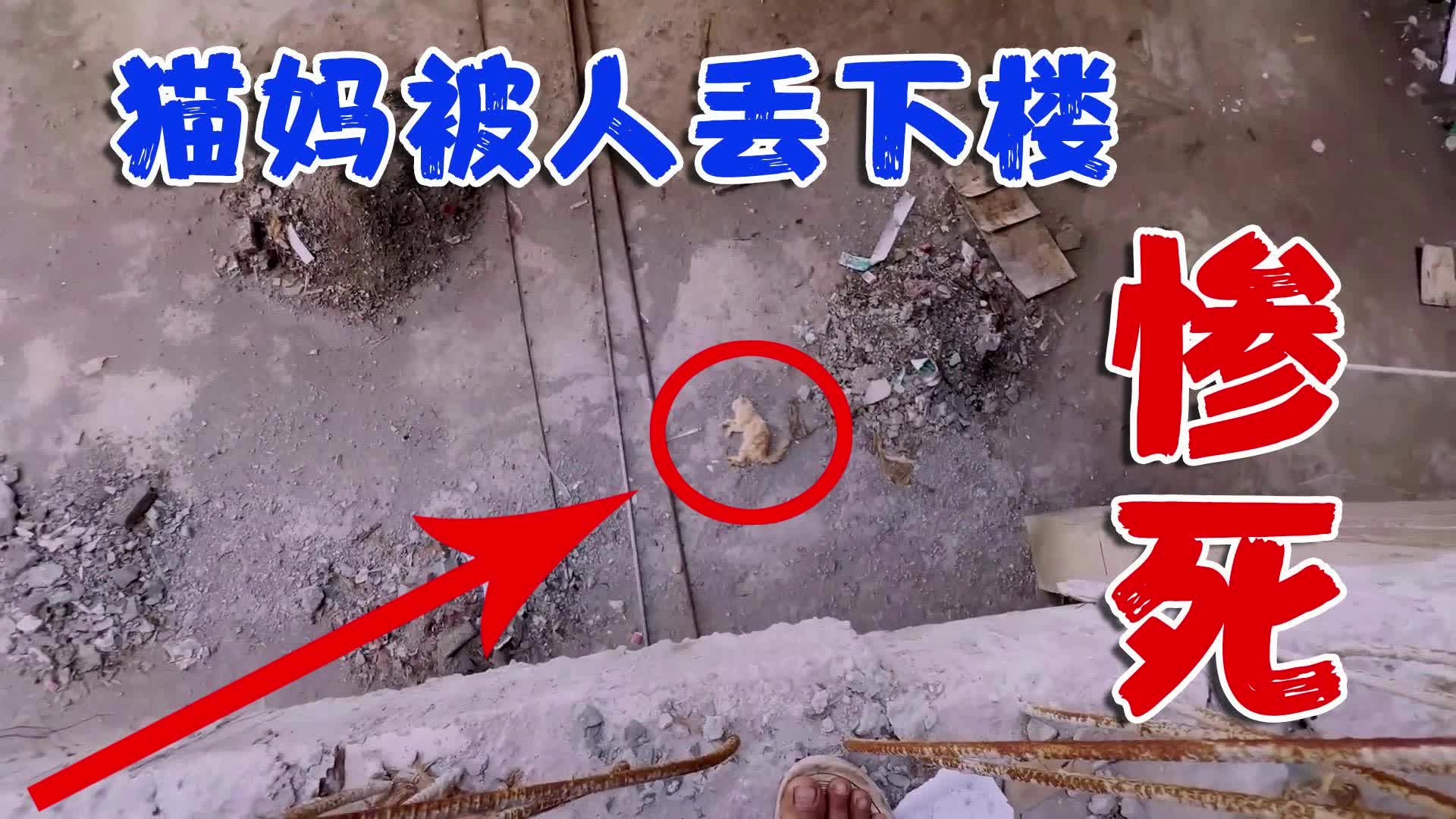 猫妈被人从20米高空丢下来，当场死掉，留下两只刚出生的小奶猫！