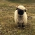 这只羊……我每天要看好几遍