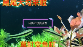 acdbc05f770b0b56e6b3abd2c1c1502b2801911c.jpg@280w_158h_1c_100q.jpg