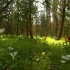 空镜头视频素材 阳光森林树木草地 素材分享