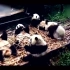 小熊猫宝宝与饲养员拌起嘴来 好可爱啊