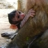 ㈢，母猴待着刚出生几天小丹妮去游泳，冻的小丹妮脸色煞白