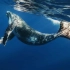 带上耳机聆听来自海洋深处的声音 保护鲸鱼 别让它步步“鲸”心