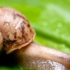 【蜗牛】蜗牛是世界上最多牙齿的动物