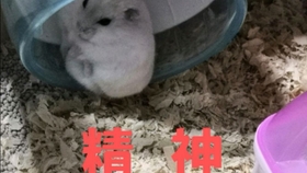 ad3bcb1720da8d4fc29d66f78199ea960639f0e3.jpg@280w_158h_1c_100q.jpg