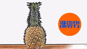 菠萝怎么吃才不嘴疼 ad5811970e1fc7d377529c05626fb1ee5ecdb964.jpg@280w_158h_1c_100q.jpg