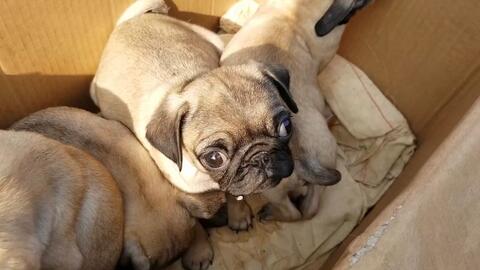 ad639da162ed05f6e725c68e234e9d497ad80437.jpg@480w_270h_1c