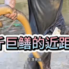 钓鳝阿昌与水猴子合力擒巨物的近距离视频！鳝鱼确实大，技术确实棒
