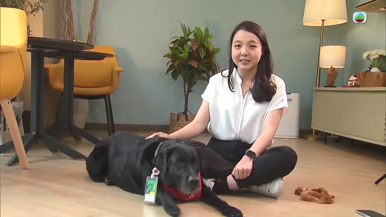 香港养老院引入“友伴犬”【TVB News搬运】