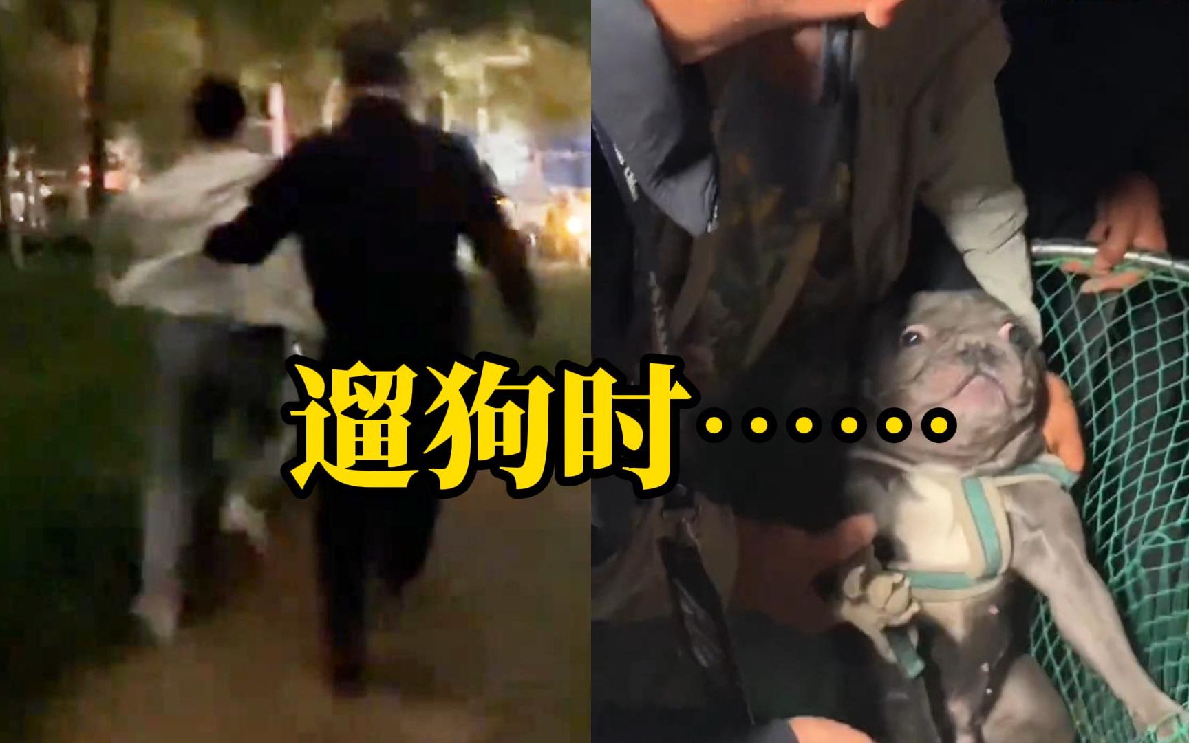 男子遛斗牛犬时遇城管清理犬只，飞速逃离遭拦下，城管：斗牛犬为禁养犬