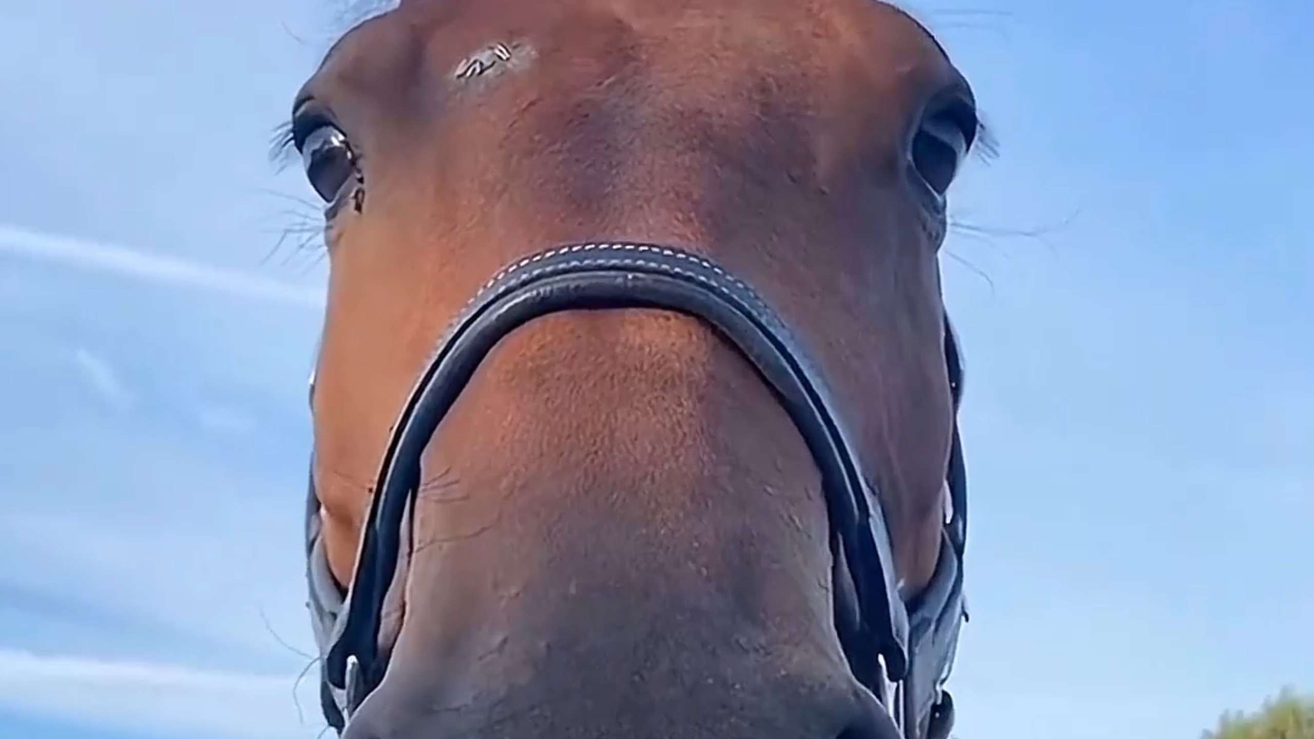 动物眼里的世界