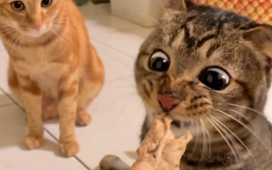 橘猫见了都震惊的干饭猫！