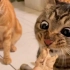 橘猫见了都震惊的干饭猫！