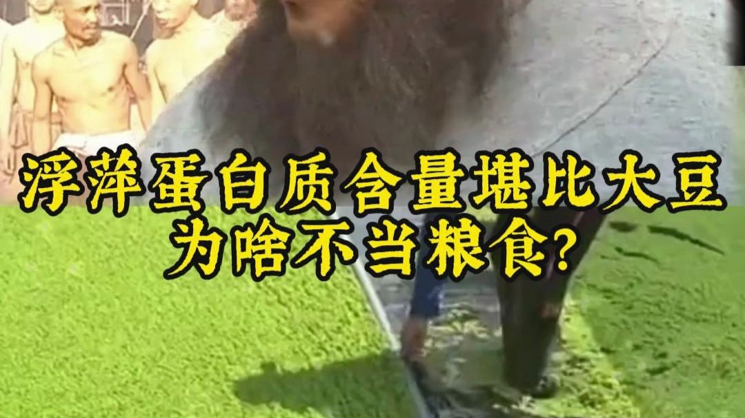 浮萍蛋白质含量堪比大豆，为啥不当粮食？