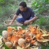 这么捡蘑菇才过瘾，一捡就是一大堆，你能认出几种蘑菇？