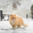 【SDR】春雪与燕园猫2