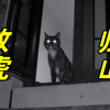 捡猫7天后，还是决定把它放归