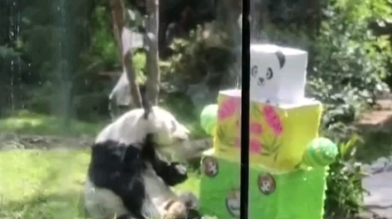拉丁美洲唯一的大熊猫欣欣33岁啦！墨西哥说： “我...