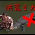 【森度盘点】男子水中赤手空拳干死了大鳄鱼