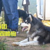 带着两只帅狗旅行，狗子最受欢迎，总被围观