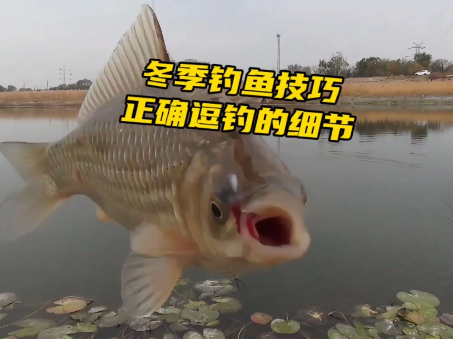 字幕下载