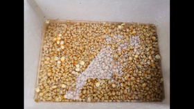 自己怎么做鱼窝料 ae1c52cf3a6a1d0299b9860ef88cda2afecd16b0.png@280w_158h_1c_100q.jpg