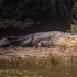 奥里萨邦号称7米最大湾鳄“唐•卡利亚”合集-比大恶魔更大的湾鳄