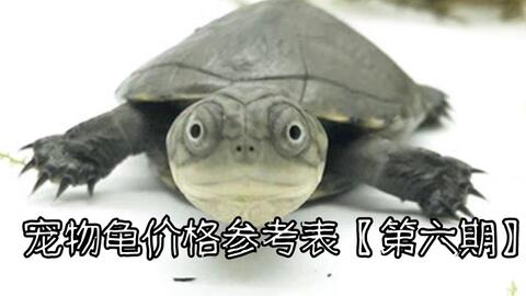 什么龟长大了特别好看 ae1d8d0fe3014799b27fc4cd0e225504b329289e.jpg@480w_270h_1c