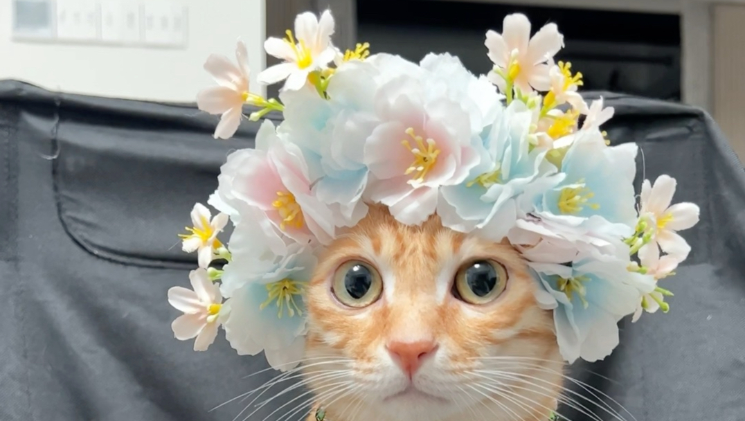 咪也簪花，咪也好看