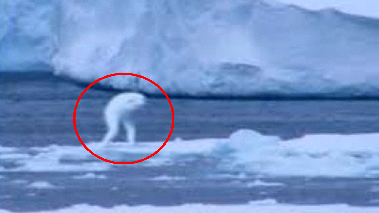 南极发现30米高人类,科学家都无法解释,到底是什么神秘生物?