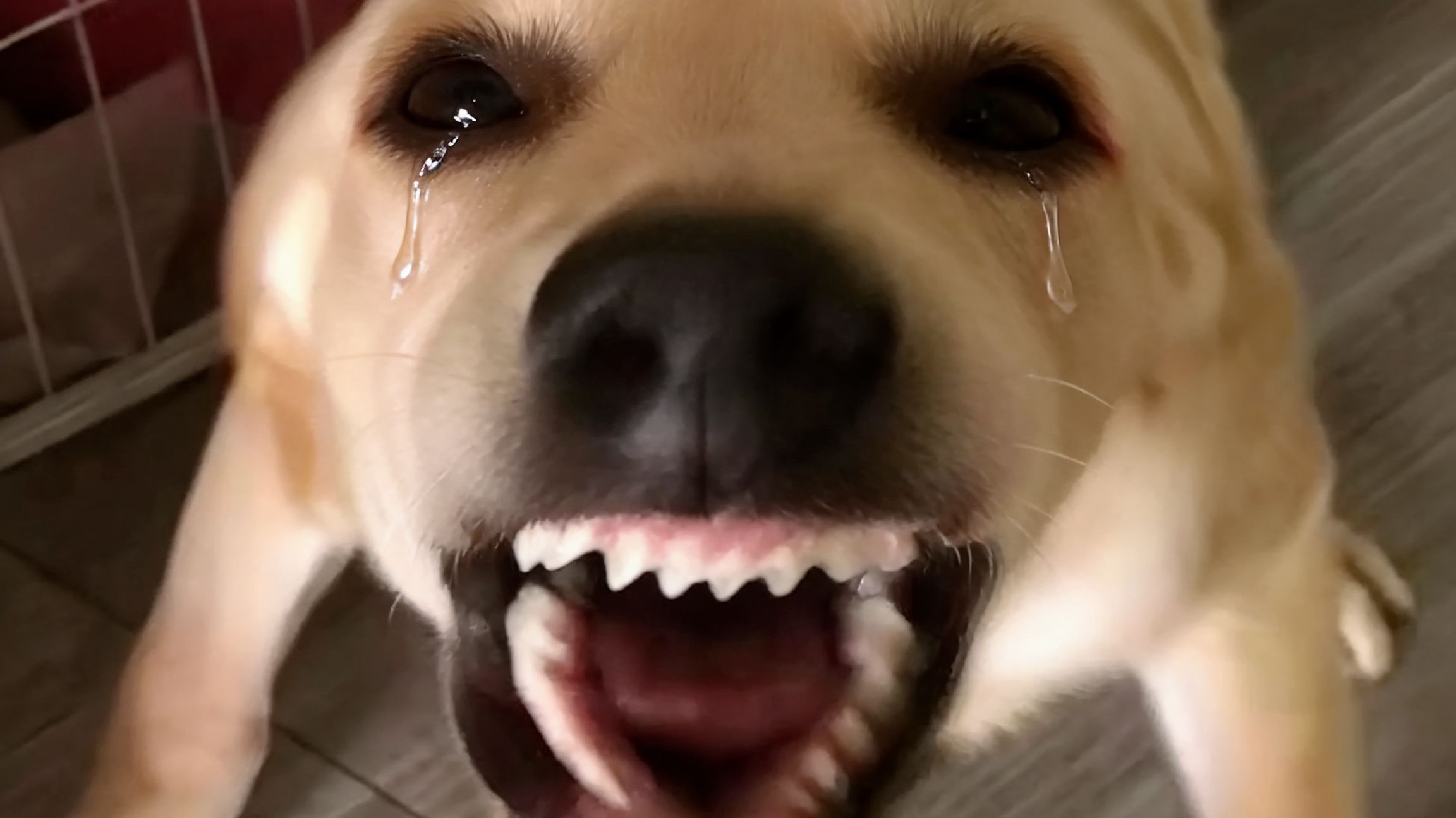 🐶不是因为寂寞才狗叫🐶
