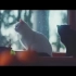 日本暖心广告《偷偷学习的猫》被感动哭了