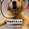 给狗子洗完澡一定要把脚底吹干，不然容易得趾间炎，脚底会很臭把家里弄的很难闻！遛完狗回来也要注意清洁脚底保持干爽