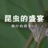 【央视 1080P+60】昆虫的盛宴【8集纪录片】