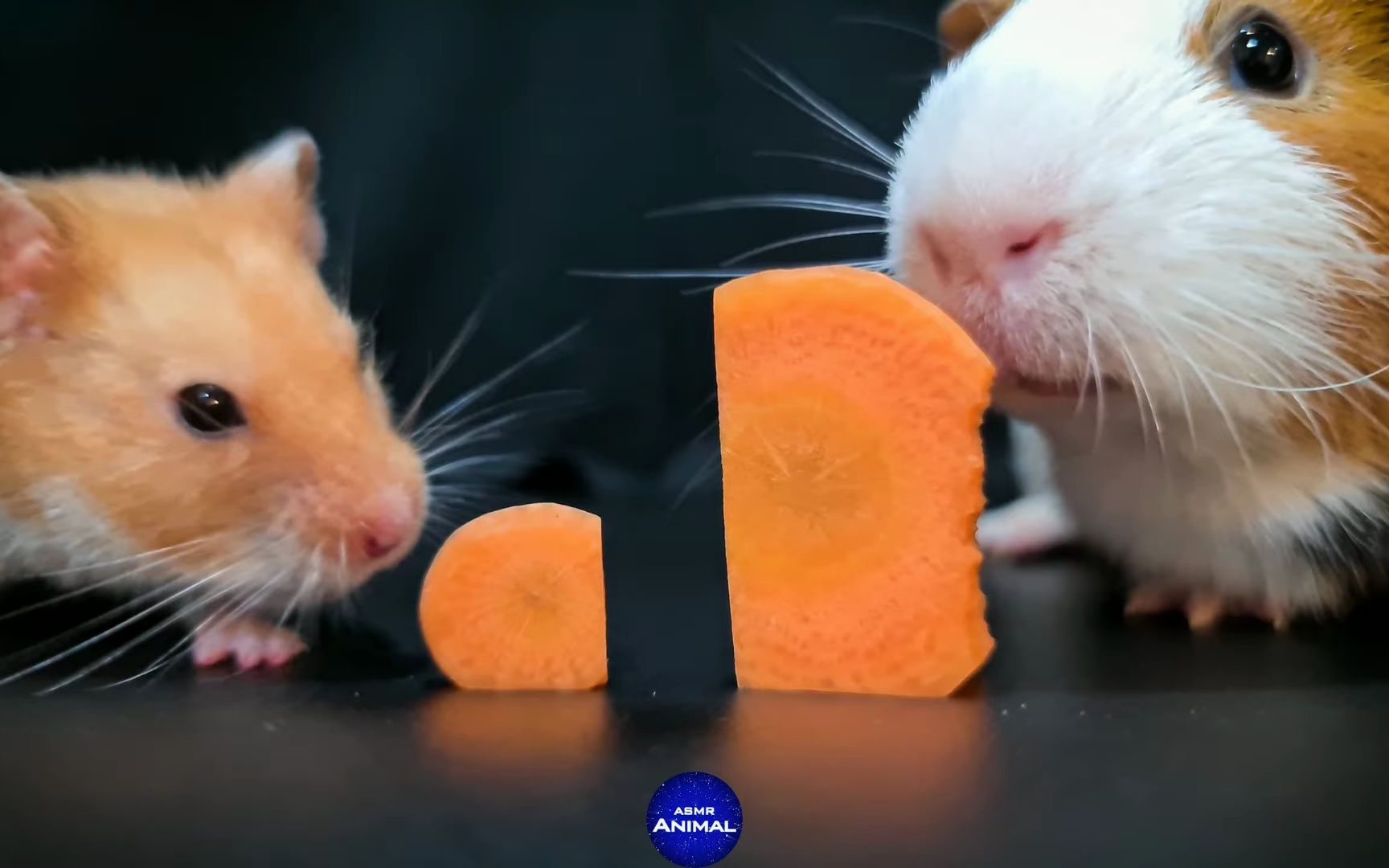 仓鼠和豚鼠一起吃胡萝卜