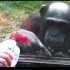 猩猩想喝水，换了几种方言都听不明白，最后才发现！！！